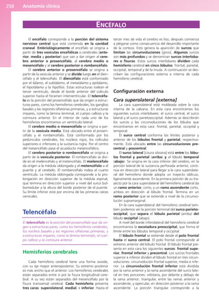 Anatomía clínica
258
El encéfalo corresponde a la porción del sistema
nervioso central que está contenida en la cavidad
craneal. Embriológicamente el encéfalo se origina a
partir de tres vesículas encefálicas o cerebrales (ante-
rior, media y posterior) que van a dar origen al cere-
bro anterior o prosencéfalo, al cerebro medio o
mesencéfalo y al cerebro posterior o rombencéfalo.
El cerebro anterior o prosencéfalo se origina a
partir de la vesícula anterior y se divide luego en el dien-
céfalo y el telencéfalo. El diencéfalo está conformado
por el tálamo, el subtálamo, el metatálamo y epitálamo,
el hipotálamo y la hipófisis. Estas estructuras rodean el
tercer ventrículo, desde el borde anterior del colículo
superior hasta el foramen interventricular. El telencéfa-
lo es la porción del prosencéfalo que da origen a estruc-
turas pares, como los hemisferios cerebrales, los ganglios
basales y las regiones olfatorias primarias, y a estructuras
impares, como la lámina terminal, el cuerpo calloso y la
comisura anterior. En el interior de cada uno de los
hemisferios encontramos un ventrículo lateral.
El cerebro medio o mesencéfalo se origina a par-
tir de la vesícula media. Está ubicado entre el prosen-
céfalo y el rombencéfalo. Está conformado por los
pedúnculos cerebrales, los núcleos rojos, los colículos
superiores e inferiores y la sustancia nigra. Por el centro
del mesencéfalo pasa el acueducto mesencefálico.
El cerebro posterior o rombencéfalo se origina a
partir de la vesícula posterior. El rombencéfalo se divi-
de en el mielencéfalo y el metencéfalo. El mielencéfalo
da origen a la médula oblongada y el metencéfalo a el
puente y al cerebelo. El rombencéfalo rodea el cuarto
ventrículo. La médula oblongada corresponde a la pro-
longación en dirección superior de la médula espinal,
que termina en dirección superior a nivel del surco bul-
bomedular a la altura del borde posterior de el puente.
Su límite inferior está por encima de las primeras raíces
cervicales.
Telencéfalo
El telencéfalo es la porción del prosencéfalo que da ori-
gen a estructuras pares, como los hemisferios cerebrales,
los núcleos basales y las regiones olfatorias primarias, y
a estructuras impares, como la lámina terminalis, el cuer-
po calloso y la comisura anterior.
Hemisferios cerebrales
Cada hemisferio cerebral tiene una forma ovoide,
con su eje mayor anteroposterior. Su extremo posterior
es más ancho que el anterior. Los hemisferios cerebrales
están separados entre sí por la fisura longitudinal cere-
bral. A su vez están separados del mesencéfalo por la
fisura transversal cerebral. Cada hemisferio presenta
tres caras: superolateral, medial, e inferior. Hasta el
tercer mes de vida el cerebro es liso, después comienza
a plegarse como consecuencia del desarrollo importante
de la corteza. Esto genera la aparición de surcos que
limitan las circunvoluciones [giros]. Algunos surcos
son más profundos y se denominan surcos interloba-
res o fisuras. Estos surcos interlobares dividen cada
hemisferio cerebral en cinco lóbulos: frontal, parietal,
occipital, temporal y de la ínsula. A continuación se des-
criben las configuraciones externa e interna de cada
hemisferio cerebral.
Configuración externa
Cara superolateral [externa]
La cara superolateral está moldeada sobre la cara
interna de la calvaria. En esta cara encontramos los
siguientes surcos interlobares: el surco central, el surco
lateral y el surco parietooccipital. Además se describirán
los surcos y las circunvoluciones de los lóbulos que
encontramos en esta cara: frontal, parietal, occipital y
temporal.
El surco central conforma los límites posterior y
anterior de los lóbulos frontal y parietal, respectiva-
mente. Está ubicado entre las circunvoluciones pre-
central y poscentral.
El surco lateral [cisura silviana] está entre los lóbu-
los frontal y parietal (arriba) y el lóbulo temporal
(abajo). Se origina en la cara inferior del cerebro, en la
porción lateral de la sustancia perforada anterior, conti-
núa en dirección lateral para llegar a la cara superolate-
ral del hemisferio donde adopta un trayecto oblicuo,
ligeramente ascendente. En la primera porción de su tra-
yecto por la cara superolateral del hemisferio cerebral da
un ramo anterior, corto, y un ramo ascendente corto,
ambos en dirección al lóbulo frontal. Termina en un
ramo posterior que se extiende a nivel de la circunvo-
lución supramarginal.
En la cara superolateral del hemisferio cerebral tam-
bién podemos ver la porción terminal del surco parieto-
occipital, que separa el lóbulo parietal (arriba) del
lóbulo occipital (abajo).
A nivel del borde inferolateral del hemisferio cerebral
encontramos la escotadura preoccipital, que forma el
límite entre los lóbulos temporal y occipital.
El lóbulo frontal se extiende desde el polo frontal
hasta el surco central. El polo frontal corresponde al
extremo anterior del lóbulo frontal. El lóbulo frontal pre-
senta en esta cara los siguientes surcos: frontal supe-
rior, frontal inferior y precentral. Los surcos frontales
superior e inferior dividen el lóbulo frontal en tres circun-
voluciones: circunvolución frontal superior, media e infe-
rior. La circunvolución frontal inferior está dividida
por la rama anterior y la rama ascendente del surco late-
ral en tres porciones: orbitaria, por delante y debajo de
la rama anterior; triangular, entre las ramas anterior y
ascendente, y opercular, en dirección posterior a la rama
ascendente. La porción triangular corresponde a la
ENCÉFALO
b027-03.qxd 7/12/11 2:37 PM Page 258
ERRNVPHGLFRVRUJ
 