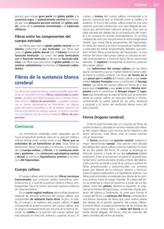 Cabeza 261
porción que incluye gran parte del globo pálido y la
sustancia nigra. El paleoestriado ventral está forma-
do por una pequeña porción ventral del globo páli-
do, parte de la sustancia innominada y el tubérculo
olfatorio.
Fibras entre los componentes del
cuerpo estriado
Las fibras que unen el globo pálido ventral con el
tálamo conforman el asa lenticular. Las fibras que
unen el globo pálido dorsal con el tálamo forman el
fascículo lenticular. La unión del ansa lenticularis
con el fascículo lenticular se denomina fascículo talá-
mico. Las fibras que comunican el globo pálido con los
núcleos subtalámicos conforman el fascículo subta-
lámico.
Fibras de la sustancia blanca
cerebral
Las fibras de sustancia blanca cerebral pueden extender-
se de un hemisferio al otro (fibras comisurales o comi-
suras), pueden unir distintas partes de un mismo hemis-
ferio entre sí (fibras de asociación), o pueden comuni-
car en forma descendente un hemisferio con alguna
parte del tronco encefálico o de la médula espinal o en
forma ascendente la médula espinal, el tronco encefáli-
co, o el tálamo con la corteza cerebral (fibras de pro-
yección).
Comisuras
Los hemisferios cerebrales están separados por la
fisura longitudinal cerebral, salvo en su porción media e
inferior donde están unidos entre sí por fibras que se
extienden de un hemisferior al otro. Estas fibras se
denominan fibras comisurales o comisuras, y correspon-
den al cuerpo calloso, al fórnix, a las comisuras ante-
rior y posterior, a las comisuras supraópticas ventral
y dorsal, la comisura hipotalámica anterior y la comi-
sura del hipocampo.
Cuerpo calloso
El cuerpo calloso está formado por fibras nerviosas
transversales que conectan ambos hemisferios cere-
brales entre sí, a nivel de su porción media e inferior, pro-
longándose hacia el centro semioval (sustancia blanca)
de cada hemisferio.
En un corte sagital mediano del encéfalo podemos
observar las distintas porciones del cuerpo calloso, que
comprenden de adelante hacia atrás: el pico, la rodi-
lla, el cuerpo y el esplenio del cuerpo calloso. El pico
corresponde al extremo anterior del cuerpo calloso, que
se origina inmediatamente por encima de la lámina ter-
minal. La rodilla es la porción del cuerpo calloso que
está ubicada en dirección anterior y superior al pico. El
cuerpo o tronco del cuerpo calloso corresponde a la
porción horizontal que se extiende entre la rodilla y el
esplenio. El tronco del cuerpo calloso presenta una cara
superior, que está cubierta por una capa delgada de sus-
tancia gris denominada indusium griseum. Esta cara se
halla ubicada por debajo de la circunvolución del cíngu-
lo y es convexa en sentido anteroposterior. En la línea
mediana de esta cara encontramos la estría longitudinal
medial, que recibe fibras provenientes del hipocampo.
En dirección lateral a la estría longitudinal medial están
a cada lado las estrías longitudinales laterales, que tam-
bién reciben fibras provenientes del hipocampo. La cara
inferior del tronco del cuerpo calloso es cóncava en sen-
tido anteroposterior y forma el techo de los ventrículos
laterales. El esplenio corresponde al extremo posterior
del cuerpo calloso.
Las radiaciones del cuerpo calloso son las fibras
que lo componen y que se irradian desde el cuerpo callo-
so hasta la corteza cerebral. Las fibras en forma de U
que pasan por la rodilla del cuerpo calloso y que unen
ambos lóbulos frontales entre sí conforman el fórceps
menor. Las fibras del cuerpo calloso en forma de U que
pasan por el esplenio y que unen ambos lóbulos occi-
pitales entre sí conforman el fórceps mayor. El tape-
tum está formado por la capa de fibras que se extienden
desde el cuerpo calloso en dirección lateral e inferior,
conformando la pared lateral de las astas temporal
y occipital y el techo del ventrículo lateral cerca del
asta occipital.
Fórnix [trígono cerebral]
El fórnix está formado por un conjunto de fibras de
sustancia blanca, ubicadas en la línea mediana por deba-
jo del cuerpo calloso y por encima de los tálamos y del
tercer ventrículo. Estas fibras unen el cuerpo mamilar
con el hipocampo.
El fórnix presenta una porción central, mediana e
impar, denominada cuerpo. Esta porción está ubicada
por debajo del cuerpo calloso y está formada por la unión
de los dos pilares del fórnix. El cuerpo se prolonga en
dirección anterior a través de sus dos columnas [pilares
anteriores]. Éstas se encuentran en parte en la pared late-
ral del tercer ventrículo sobre el polo anterior del tálamo.
Cada columna se divide a nivel de la comisura anterior en
fibras precomisurales y poscomisurales. Las primeras
pasan por delante de la comisura anterior y terminan
sobre el septum pellucidum y el hipotálamo anterior. Las
fibras poscomisurales se extienden por detrás de la comi-
sura anterior hasta el cuerpo mamilar. El cuerpo del fór-
nix se prolonga en dirección posterior a través de sus dos
pilares. Estos dos pilares, derecho e izquierdo, se origi-
nan en la fimbria del hipocampo, contornean el polo pos-
terior del tálamo y, finalmente, se unen para formar el
cuerpo del fórnix. La comisura del fórnix corresponde a
una lámina triangular de fibras que unen ambos pilares
por debajo de la porción posterior del cuerpo calloso.
Contiene fibras cruzadas provenientes de las fimbrias del
hipocampo de ambos lados. La tenia del fórnix es el
borde lateral delgado del fórnix, sitio de inserción del
plexo coroideo del ventrículo lateral.
b027-03.qxd 7/12/11 2:37 PM Page 261
ERRNVPHGLFRVRUJ
 