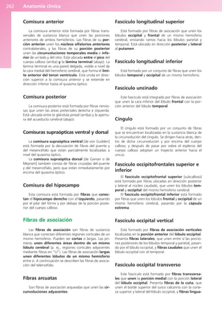Anatomía clínica
262
Comisura anterior
La comisura anterior está formada por fibras trans-
versales de sustancia blanca que unen las porciones
anteriores de ambos hemisferios. Las fibras de su por-
ción anterior unen los núcleos olfatorios anteriores
contralaterales, y las fibras de su porción posterior
unen las circunvoluciones temporales media e infe-
rior de un lado y del otro. Está ubicada entre el pico del
cuerpo calloso (arriba) y la lámina terminal (abajo). La
lámina terminal es una pared delgada, visible a nivel de
la cara medial del hemisferio cerebral, que forma el lími-
te anterior del tercer ventrículo. Está unida en direc-
ción superior a la comisura anterior y se extiende en
dirección inferior hasta el quiasma óptico.
Comisura posterior
La comisura posterior está formada por fibras nervio-
sas que unen las áreas pretectales derecha e izquierda.
Está ubicada entre la glándula pineal (arriba) y la apertu-
ra del acueducto cerebral (abajo).
Comisuras supraópticas ventral y dorsal
La comisura supraóptica ventral [de von Gudden]
está formada por la decusación de fibras del puente y
del mesencéfalo que están parcialmente localizadas a
nivel del quiasma óptico.
La comisura supraóptica dorsal [de Ganser o de
Meynert] también consta de fibras cruzadas del puente
y del mesencéfalo, pero que están inmediatamente por
encima del quiasma óptico.
Comisura del hipocampo
Esta comisura está formada por fibras que conec-
tan el hipocampo derecho con el izquierdo, pasando
por el pilar del fórnix y por debajo de la porción poste-
rior del cuerpo calloso.
Fibras de asociación
Las fibras de asociación son fibras de sustancia
blanca que conectan diferentes regiones corticales de un
mismo hemisferio. Pueden ser cortas o largas. Las pri-
meras unen diferentes áreas dentro de un mismo
lóbulo cerebral (p. ej., regiones corticales adyacentes
mediante fibras en “U”). Las fibras de asociación largas
unen diferentes lóbulos de un mismo hemisferio
entre sí. A continuación se describen las fibras de asocia-
ción del telencéfalo.
Fibras arcuatas
Son fibras de asociación arqueadas que unen las cir-
cunvoluciones adyacentes.
Fascículo longitudinal superior
Está formado por fibras de asociación que unen los
lóbulos occipital y frontal de un mismo hemisferio
cerebral, enviando ramos hacia los lóbulos parietal y
temporal. Está ubicado en dirección posterior y lateral
al putamen.
Fascículo longitudinal inferior
Está formado por un conjunto de fibras que unen los
lóbulos temporal y occipital de un mismo hemisferio.
Fascículo uncinado
Este fascículo está integrado por fibras de asociación
que unen la cara inferior del lóbulo frontal con la por-
ción anterior del lóbulo temporal.
Cíngulo
El cíngulo está formado por un conjunto de fibras
que se encuentran localizadas en la sustancia blanca de
la circunvolución del cíngulo. Se dirigen hacia atrás, den-
tro de dicha circunvolución y por encima del cuerpo
calloso, y después de pasar por sobre el esplenio del
cuerpo calloso adoptan un trayecto anterior hacia el
uncus.
Fascículo occipitofrontales superior e
inferior
El fascículo occipitofrontal superior [subcalloso]
está formado por fibras ubicadas en dirección posterior
y lateral al núcleo caudado, que unen los lóbulos tem-
poral y occipital del mismo hemisferio cerebral.
El fascículo occipitofrontal inferior está formado
por fibras que unen los lóbulos frontal y occipital de un
mismo hemisferio cerebral, pasando por la cápsula
extrema.
Fascículo occipital vertical
Está formado por fibras de asociación verticales
localizadas en la porción anterior del lóbulo occipital.
Presenta fibras laterales, que unen entre sí las porcio-
nes posteriores de los lóbulos temporal y parietal, pasan-
do por el lóbulo occipital, y fibras caudales que unen el
lóbulo occipital con el temporal.
Fascículo occipital transverso
Este fascículo está formado por fibras transversa-
les que unen la porción medial con la porción lateral
del lóbulo occipital. Presenta fibras de la cuña, que
unen el borde superior del surco calcarino con la corte-
za superior y lateral del lóbulo occipital, y fibras lingua-
b027-03.qxd 7/12/11 2:37 PM Page 262
ERRNVPHGLFRVRUJ
 