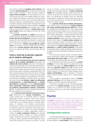 Anatomía clínica
272
ción anterior y lateral el complejo olivar inferior. Este
complejo está formado por los núcleos olivar principal,
olivar accesorio posterior y olivar accesorio medial. El
núcleo olivar principal es el más grande de los tres.
Tiene forma de círculo casi completo abierto en su por-
ción medial. Esta apertura se denomina hilio del núcleo
olivar principal. El núcleo olivar principal presenta tres
porciones: posterior o lamela posterior, anterior o lame-
la anterior y lateral o lamela lateral. Recibe aferencias de
la médula y envía eferencias hacia el cerebelo. El núcleo
olivar accesorio posterior está ubicado entre la oliva
inferior y la formación reticular. El núcleo olivar acce-
sorio medial aparece por delante del hilio del núcleo
olivar principal.
En posición posterior y medial (paramediana)
de este corte de la médula oblongada encontramos el
núcleo del nervio hipogloso, ubicado en el piso de
la porción inferior de la fosa romboidal. Por detrás del
núcleo del nervio hipogloso hay un grupo de núcleos
que se denominan núcleos paramedianos poste-
riores. En dirección lateral al núcleo del nervio hipo-
gloso está el núcleo posterior del nervio vago, en
el que se originan las fibras visceromotoras de este
nervio.
Corte a nivel de la porción superior
de la médula oblongada
En un corte transversal que pasa por la porción
superior de la médula oblongada encontramos los
núcleos del tracto solitario, que están formados por
una columna de células que se extienden desde la decu-
sación piramidal hasta la porción media de la fosa rom-
boidal. Estos núcleos reciben aferencias viscerales cuyas
terminaciones están ordenadas somatotópicamente. Las
fibras gustativas provenientes de los NC VII, IX y X llegan
hasta la porción anterior de los núcleos del tracto solita-
rio. Estos últimos también se interconectan con la forma-
ción reticular, la amígdala y la corteza insular. Los núcleos
del tracto solitario se dividen, según sus diferentes
concentraciones de acetilcolinesterasa, en núcleos
parasolitario y comisural, y núcleos solitarios gelati-
noso, intermedio, intersticial, medial, paracomisu-
ral, posterior, posterolateral, anterior y anterolate-
ral. Aún se desconoce la función específica de cada uno
de estos núcleos en el ser humano.
En la porción lateral del piso del cuarto ventrí-
culo encontramos los núcleos vestibulares. Son
cuatro núcleos que se extienden desde la médula
oblongada hasta la porción inferior del puente.
Reciben fibras aferentes del aparato vestibular. Están
conectados con la médula espinal, la médula oblon-
gada, el cerebelo y los núcleos oculomotores.
Contribuyen al control involuntario de la posición de
la cabeza y la postura, y la posición de los ojos duran-
te el movimiento y en reposo. Los núcleos vestibula-
res comprenden los núcleos vestibulares inferior y
medial. El núcleo vestibular inferior está ubicado
en dirección lateral e inferior al núcleo vestibular
medial. Presenta una porción magnocelular confor-
mada por células grandes. Recibe aferencias prove-
nientes de la mácula, el sáculo y el utrículo. Sus efe-
rencias se dirigen a través del fascículo longitudinal
medial hacia la médula espinal. El núcleo vestibular
medial [de Schwalbe] también recibe aferencias del
utrículo, el sáculo, de la mácula y de las crestas ampu-
lares. Sus eferencias se dirigen hacia los fascículos
longitudinales mediales de ambos lados para alcanzar
los núcleos oculomotores, los núcleos intersticiales de
Cajal y la médula espinal.
En la porción lateral de la médula oblongada a
este nivel de corte, encontramos el núcleo marginal
del cuerpo restiforme [grupo de células Y], ubicado
en el pedúnculo cerebeloso inferior. Este núcleo recibe
aferencias del aparato vestibular, y sus fibras eferentes se
dirigen hacia el cerebelo. En esta misma porción lateral
de la médula oblongada, a nivel del piso del receso late-
ral y cerca del pedúnculo cerebeloso inferior, están los
núcleos cocleares anterior y posterior, núcleos termina-
les del nervio coclear. El núcleo coclear anterior pre-
senta una porción anterior, con fibras cruzadas prove-
nientes principalmente del cuerpo trapezoide, y una por-
ción posterior. Las estrías acústicas posteriores son las
eferencias del núcleo coclear posterior. Descienden
en dirección oblicua medial, por debajo del piso del rece-
so lateral de la fosa romboidal, para llegar al cuerpo tra-
pezoide.
Por encima del conducto central, a nivel de la decu-
sación del lemnisco medial están ubicados los núcleos
comisurales del nervio vago. En estos núcleos termi-
nan las fibras provenientes del tracto solitario.
Por detrás de la oliva inferior encontramos el núcleo
ambiguo. En este núcleo están los cuerpos de las neu-
ronas que dan origen a las fibras motoras de los NC IX
y X y de la porción craneal del NC XI. El núcleo ambi-
guo recibe aferencias de la formación reticular y de los
núcleos solitarios. Por detrás del núcleo ambiguo está el
núcleo retroambiguo, que se extiende en dirección
inferior hasta la porción superior de la médula espinal
cervical.
A nivel superior y paramediano están los núcleos
salivales inferiores, sitio de origen de las fibras para-
simpáticas secretoras del nervio glosofaríngeo.
Finalmente, por delante de los tractos piramidales,
encontramos los núcleos arcuatos. Los axones de estos
núcleos van a conformar las fibras arcuatas externas,
anteriores y posteriores, y las estrías medulares del cuar-
to ventrículo.
Puente
El puente corresponde a la porción del encéfalo que
está ubicada entre la fosa interpeduncular (arriba) y el
surco bulbopontino (abajo). Rodea la porción anterior
del cuarto ventrículo y está formada principalmente por
tractos descendentes provenientes del cerebro.
Configuración externa
El puente [protuberancia] tiene una cara anterior y
una cara posterior. En la cara anterior encontramos en
la línea mediana el surco basilar. Está formado por la
b027-03.qxd 7/12/11 2:37 PM Page 272
ERRNVPHGLFRVRUJ
 