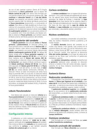 Cabeza 277
da con el velo medular superior. Detrás de la língula
encontramos la fisura precentral, que la separa del
lóbulo central (II y III). Este último está formado por
una porción anterior (II) y una porción posterior (III), y se
continúa en dirección lateral con el ala del lóbulo
central, que presenta una porción inferior (HII) y una
porción superior (HIII). Por detrás del lóbulo central está
la fisura preculminar [poscentral] y a continuación el
culmen. Este último se halla dividido por la fisura intra-
culminar en una porción anterior (IV y V) y una porción
posterior (V). En dirección lateral al culmen está el lóbu-
lo cuadrangular anterior con sus porciones anterior (H
IV) y posterior (HV). Entre este lóbulo y los lóbulos sim-
ples se observa la fisura primaria, que también separa
el lóbulo anterior del lóbulo posterior del cerebelo.
Lóbulo posterior del cerebelo
El lóbulo posterior está ubicado entre las fisuras
primaria y posterolateral. En dirección inferior a la
fisura primaria está a nivel del vermis el declive (VI). En
dirección lateral a este último encontramos el lóbulo
simple, que presenta una porción lobular denominada
lóbulo cuadrangular posterior (H VI). Por debajo del
lóbulo simple están la fisura posterior superior y el
lóbulo semilunar superior (H VII A), y a nivel de la
línea mediana está el folium del vermis (VII A).
Continuando en dirección inferior encontramos la fisu-
ra horizontal, que separa el lóbulo semilunar superior
del lóbulo semilunar inferior (H VII A). Este último
está separado del lóbulo grácil (H VII B) por la fisura
lunográcil. A nivel del vermis, en este nivel, el túber
(VII B) une ambos lóbulos semilunares inferiores. En
dirección inferior al túber encontramos de arriba hacia
abajo la pirámide (VIII) y la úvula (IX). En dirección lateral
a la pirámide está la porción lateral del lóbulo biventral
(H VIII A), entre la fisura prebiventral y la fisura intrabi-
ventral. En dirección inferior a esta última se encuentran
la porción medial del lóbulo biventral (H VIII B), la fisura
secundaria, la amígdala del cerebelo (H IX) y, finalmente,
la fisura posterolateral.
Lóbulo floculonodular
Este lóbulo está ubicado en dirección inferior a la
fisura posterolateral. En la línea mediana encontramos
una protuberancia correspondiente al nódulo (X), que
está conectada con el flóculo a través de los pedúncu-
los del flóculo. Estos últimos se continúan en parte con
el velo medular inferior. El flóculo (H X) está ubicado en
dirección lateral al nódulo, entre el lóbulo biventral y el
pedúnculo cerebeloso inferior.
Configuración interna
Si realizamos un corte mediano o paramediano del
cerebelo podemos observar el “árbol de la vida”,
aspecto ramificado de la sustancia blanca del cerebelo.
Esta sustancia blanca está rodeada por la sustancia gris
que conforma la corteza, y que también presenta
núcleos de sustancia gris en su interior.
Corteza cerebelosa
La corteza cerebelosa tiene un espesor de aproxima-
damente 1 mm y está formada principalmente por neuro-
nas. De adentro hacia afuera encontramos tres capas:
granulosa, de células de Purkinje, y molecular. La capa
granulosa limita hacia dentro con la sustancia blanca y
están formada principlamente por neuronas multipolares.
Por fuera de esta capa está la capa de células de
Purkinje y la capa molecular, que presenta pocos cuer-
pos neuronales, y abundantes axones y dendritas.
Núcleos cerebelosos
Los núcleos cerebelosos comprenden: el núcleo den-
tado, los núcleos interpósitos anterior y posterior, y el
núcleo fastigio.
El núcleo dentado [lateral del cerebelo] es el
núcleo más lateral y más grande. Está inmerso en la
sustancia blanca de cada uno de los hemisferios cere-
belosos y tiene forma de “C” con su apertura orienta-
da en dirección medial. Esta apertura se denomina
hilio del núcleo dentado y es el lugar de salida de la
mayoría de las fibras que conforman el pedúnculo
cerebeloso superior.
Los núcleos interpósitos anterior [emboliforme]
y posterior [globoso] están ubicados en dirección
anterior y medial al hilio del núcleo dentado, respecti-
vamente. En la línea mediana encontramos los dos
núcleos fastigios.
Sustancia blanca
Pedúnculos cerebelosos
Corresponden a las porciones del cerebelo que con-
tienen las fibras que ingresan en el cerebelo y que
salen de él. Encontramos tres pedúnculos cerebelosos a
cada lado, a nivel de la cara anterior del cerebelo. Son
los pedúnculos cerebelosos superior, medio e inferior.
El pedúnculo cerebeloso superior une el cerebe-
lo con la cara posterior de los pedúnculos cerebrales
del mesencéfalo, y su borde medial forma el velo medu-
lar superior.
El pedúnculo cerebeloso medio une el cerebelo con
el puente. Es difícil de distinguir del pedúnculo cerebelo-
so superior. Presenta tres caras: superior, inferior y late-
ral, que están relacionadas con el ángulo pontocerebelo-
so, el flóculo y el lóbulo cerebeloso homolateral, respec-
tivamente.
El pedúnculo cerebeloso inferior une el cerebelo
con la médula oblongada, siendo también difícil de
diferenciar del pedúnculo cerebeloso medio. Contiene al
cuerpo restiforme.
Comisura cerebelosa
Está formada por un conjunto de fibras que unen
ambos hemisferios cerebelosos.
Fascículo uncinado del cerebelo
Está formado por fibras eferentes que provienen
b027-03.qxd 7/12/11 2:37 PM Page 277
ERRNVPHGLFRVRUJ
 