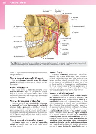 Anatomía clínica
286
lateral. En algunas ocasiones se origina del nervio para el
pterigoideo medial.
Nervio para el tensor del tímpano
Este nervio inerva el músculo tensor del velo del
paladar, y ocasionalmente también el músculo pterigoi-
deo medial.
Nervio masetérico
Este nervio aporta la inervación motora para el
músculo masetero. Llega a la cara profunda de éste,
después de cruzar la cara superficial de la cabeza inferior
del músculo pterigoideo lateral y pasar por encima de la
escotadura mandibular.
Nervios temporales profundos
Estos nervios dan la inervación motora del múscu-
lo temporal. Son los nervios temporales profundos
anterior, medio y posterior. Se distribuyen a nivel de
la cara profunda de la porción anterior, media y posterior
del músculo temporal, respectivamente. Los nervios tem-
porales profundos medio y anterior están acompañados
por las arterias temporales profundas media y anterior,
respectivamente.
Nervio para el pterigoideo lateral
Es el ramo motor para el músculo pterigoideo
lateral, que muchas veces nace de un tronco común
con el nervio bucal.
Nervio bucal
Este nervio es sensitivo. Pasa entre la cara profunda
del tendón del músculo temporal y la cabeza inferior del
músculo pterigoideo lateral, para luego apoyarse sobre
la cara lateral del músculo buccinador. Aquí está ubica-
do por debajo del cuerpo adiposo de la boca y es el sitio
en el cual se divide en filetes cutáneos superficiales para
la piel, y filetes mucosos profundos, que perforan el
músculo buccinador e inervan la mucosa de la mejilla y
la encía que está próxima al primer molar inferior.
Nervio auriculotemporal
Este ramo habitualmente rodea la arteria menín-
gea media. Después de su nacimiento adopta un tra-
yecto posterior, llega a la cara medial del cuello de la
mandíbula, ingresa en la celda parotídea por el fora-
men [retrocondíleo de Juvara], que está ubicado en
dirección lateral al ligamento esfenomaxilar y por encima
de los vasos maxilares. Rodea el cuello de la mandíbula
y luego asciende verticalmente entre la arteria tem-
poral superficial (adelante) y el pabellón auricular
(atrás), para terminar en la piel de la región temporal.
En su trayecto emite los siguientes ramos colaterales:
el nervio para el orificio auditivo externo, que da la
inervación sensitiva de éste; ramos para la membrana
timpánica; ramos parotídeos; ramos comunicantes
para el nervio facial; nervios auriculares anteriores,
que inervan la piel de la porción anterior del pabellón
auricular, y ramos temporales superficiales, para la
M. pterigoideo
lateral
N. masetérico
N. bucal
M. pterigoideo
medial
N. mentoniano
N. del milohioideo
A. carótida
externa
N. lingual
N. alveolar
inferior
N. cuerda del
tímpano
A. maxilar
N. auriculotemporal
R. temporal
superficial
N. mandibular
Ganglio del n.
trigémino
N. temporales
profundos
Fig. 3-80. Nervio trigémino. Nervio mandibular. Vista izquierda. Se resecaron la rama de la mandíbula y el arco cigomático. El
nervio mandibular ingresa en la fosa infratemporal a través del foramen oval de la base del cráneo.
b027-03.qxd 7/12/11 2:37 PM Page 286
ERRNVPHGLFRVRUJ
 