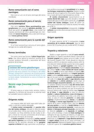 Cabeza 293
Ramo comunicante con el ramo
meníngeo
Este ramo se une con el ramo meníngeo del nervio
mandibular.
Ramo comunicante para el nervio
auriculotemporal
Este ramo contiene fibras parasimpáticas pos-
ganglionares que inervan la glándula parótida. Son
fibras que parten del ganglio ótico, y que reciben los
impulsos secretorios del nervio glosofaríngeo por inter-
medio del nervio timpánico y de su ramo terminal que
es el nervio petroso menor.
Ramo comunicante para la cuerda del
tímpano
Es un ramo sensorial que comunica el nervio gloso-
faríngeo con la cuerda del tímpano.
Ramos terminales
Son varios ramos que forman el plexo lingual pos-
terior. Este último aporta la inervación sensitiva de la
mucosa, gustativa (sensorial) y vasomotora del tercio
posterior de la lengua.
Lesiones del nervio glosofaríngeo
La lesión del NC IX produce pérdida de la sensibilidad
gustativa del tercio posterior de la lengua y del reflejo
faríngeo, disfagia leve y desviación de la pared posterior
hacia el lado sano (signo de la cortina de Vernet). Es rara
su lesión aislada. Generalmente se asocia a la lesión de
los NC X y XI.
Nervio vago [neumogástrico]
(NC X)
El nervio vago es un nervio mixto: sensitivo, motor y
vegetativo. Su territorio de inervación se extiende hasta
las cavidades torácica y abdominal.
Orígenes reales
Los orígenes reales del nervio vago están todos ubi-
cados a nivel de la médula oblongada.
El núcleo motor corresponde a la porción infe-
rior del núcleo ambiguo, ubicado en dirección poste-
rior al núcleo olivar inferior, que recibe a las fibras corti-
conucleares. Las fibras eferentes de este núcleo se diri-
gen a inervar los músculos constrictores de la faringe y
los músculos intrínsecos de la laringe.
El núcleo sensitivo corresponde al núcleo espinal
del nervio trigémino que recibe las fibras aferentes
sensitivas de las neuronas ubicadas en los ganglios
superior e inferior del vago, que emiten una prolonga-
ción periférica que recoge la sensibilidad de las muco-
sas laríngea, respiratoria y digestiva. Desde el núcleo
espinal del nervio trigémino la información llega al tála-
mo a través del tracto trigeminotalámico central.
El núcleo visceromotor (parasimpático) es el
núcleo dorsal del vago, que está ubicado a nivel del
trígono del vago en el piso del IV ventrículo, y la porción
medial del núcleo ambiguo. Desde allí parten las
fibras que se extienden hacia todas las vísceras inervadas
por el NC X.
El núcleo viscerosensitivo corresponde al núcleo
solitario, que recibe aferencias que conducen la sensibi-
lidad visceral.
Origen aparente
El origen aparente del NC X corresponde al surco
retroolivar de la médula oblongada. Aquí se ubica
entre el NC IX (arriba) y la raíz craneal del NC XI (abajo).
Trayecto y relaciones
Desde su origen aparente a nivel del surco retrooli-
var adopta un trayecto ascendente lateral y pasa por el
foramen yugular para ingresar así en el cuello. A nivel
del foramen yugular el NC X está ubicado en dirección
posterior al NC IX, en dirección medial y anterior al NC XI,
y en dirección medial al bulbo superior de la vena yugular
interna. Presenta un ganglio superior a este nivel y un
ganglio inferior a nivel del espacio retroestíleo. El gan-
glio inferior recibe al ramo medial del nervio acceso-
rio. En el cuello el nervio vago adopta un trayecto des-
cendente vertical, ubicándose en el ángulo posterior
entre la arteria carótida común y la vena yugular inter-
na, con las que conforma el paquete vasculonervioso
del cuello. En la base del cuello el vago derecho cruza
por delante de la arteria subclavia, dando origen al
nervio laríngeo recurrente derecho, que rodea la arte-
ria subclavia derecha formando el asa del nervio larín-
geo recurrente. Del lado izquierdo el vago no cruza por
delante de la arteria subclavia sino que se encuentra en
dirección lateral a ella. Luego los nervios vagos ingresan
en el tórax. El vago derecho se ubica en dirección
medial a la pleura mediastínica, cruza a la tráquea en
forma oblicua de adelante hacia atrás y de arriba hacia
abajo, se ubica en dirección posterior a la vena cava
superior y finalmente termina por detrás y a la derecha
del esófago. El nervio vago izquierdo pasa al tórax por
delante de la arteria carótida común, pasa por delante
del arco aórtico y a nivel de su borde inferior emite el
nervio laríngeo recurrente izquierdo. Luego pasa por
detrás del bronquio principal izquierdo, para terminar
en dirección anterior y a la izquierda del esófago.
Pasan junto al esófago a través del hiato esofágico del
diafragma (el vago izquierdo por delante y el vago dere-
cho por detrás del esófago) para ingresar en la cavidad
abdominal. En el abdomen el vago derecho termina en
la región celíaca, donde da sus ramos terminales, y el
vago izquierdo ingresa en el epiplón menor y termina en
la porción superior de la curvatura gástrica menor.
b027-03.qxd 7/12/11 2:37 PM Page 293
ERRNVPHGLFRVRUJ
 