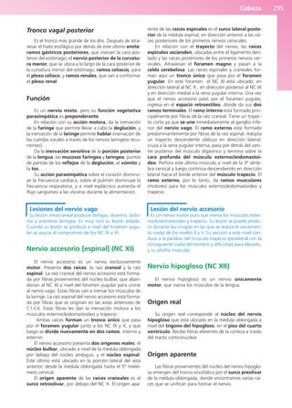 Cabeza 295
Tronco vagal posterior
Es el tronco más grande de los dos. Después de atra-
vesar el hiato esofágico por detrás de este último emite:
ramos gástricos posteriores, que inervan la cara pos-
terior del estómago; el nervio posterior de la curvatu-
ra menor, que se ubica a lo largo de la cara posterior de
la curvatura menor del estómago; ramos celíacos, para
el plexo celíaco, y ramos renales, que van a conformar
el plexo renal.
Función
Es un nervio mixto, pero su función vegetativa
parasimpática es preponderante.
En relación con su acción motora, da la inervación
de la faringe que permite llevar a cabo la deglución, y
la inervación de la laringe permite hablar (inervación de
las cuerdas vocales a través de los nervios laríngeos recu-
rrentes).
Da la inervación sensitiva de la porción posterior
de la lengua, las mucosas faríngea y laríngea, puntos
de partida de los reflejos de la deglución, el vómito y
la tos.
Su acción parasimpática sobre el corazón disminu-
ye la frecuencia cardíaca, sobre el pulmón disminuye la
frecuencia respiratoria, y a nivel esplácnico aumenta el
flujo sanguíneo a las vísceras durante la alimentación.
Lesiones del nervio vago
Su lesión intracraneal produce disfagia, disartria, disfo-
nía y anestesia laríngea. Es muy rara su lesión aislada.
Cuando su lesión se produce a nivel del foramen yugu-
lar se asocia al compromiso de los NC IX y XI.
Nervio accesorio [espinal] (NC XI)
El nervio accesorio es un nervio exclusivamente
motor. Presenta dos raíces: la raíz craneal y la raíz
espinal. La raíz craneal del nervio accesorio está forma-
da por fibras provenientes del núcleo bulbar, que aban-
donan al NC XI a nivel del foramen yugular para unirse
al nervio vago. Estas fibras van a inervar los músculos de
la laringe. La raíz espinal del nervio accesorio está forma-
da por fibras que se originan en las astas anteriores de
C1-C6. Estas fibras les dan la inervación motora a los
músculos esternocleidomastoideo y trapecio.
Ambas raíces forman un tronco único que pasa
por el foramen yugular junto a los NC IX y X, y que
luego se divide nuevamente en dos ramos: interno y
externo.
El nervio accesorio presenta dos orígenes reales: el
núcleo bulbar, ubicado a nivel de la médula oblongada
por debajo del núcleo ambiguo, y el núcleo espinal.
Este último está ubicado en la porción lateral del asta
anterior, desde la médula oblongada hasta el 5º mieló-
mero cervical.
El origen aparente de las raíces craneales es el
surco retroolivar, por debajo del NC X. El origen apa-
rente de las raíces espinales es el surco lateral poste-
rior de la médula espinal, en dirección anterior a las raí-
ces posteriores de los primeros nervios cervicales.
En relación con el trayecto del nervio, las raíces
espinales ascienden, ubicadas entre el ligamento den-
tado y las raíces posteriores de los primeros nervios cer-
vicales. Atraviesan el foramen magno y pasan a la
celda cerebelosa. Las raíces espinales y craneales for-
man aquí un tronco único que pasa por el foramen
yugular. En este foramen el NC XI está ubicado: en
dirección lateral al NC X , en dirección posterior al NC IX
y en dirección medial a la vena yugular interna. Una vez
que el nervio accesorio pasó por el foramen yugular,
ingresa en el espacio retroestíleo, donde da sus dos
ramos terminales. El ramo interno está formado prin-
cipalmente por fibras de la raíz craneal. Tiene un trayec-
to corto ya que se une inmediatamente al ganglio infe-
rior del nervio vago. El ramo externo está formado
predominantemente por fibras de la raíz espinal. Adopta
un trayecto descendente oblicuo en dirección lateral,
cruza a la vena yugular interna, pasa por detrás del vien-
tre posterior del músculo digástrico y termina sobre la
cara profunda del músculo esternocleidomastoi-
deo. Perfora este último músculo a nivel de la 3ª vérte-
bra cervical y luego continúa descendiendo en dirección
lateral hacia el borde anterior del músculo trapecio. El
ramo externo, por lo tanto, da ramos musculares
(motores) para los músculos esternocleidomastoideo y
trapecio.
Lesión del nervio accesorio
Es un nervio motor puro que inerva los músculos ester-
nocleidomastoideo y trapecio. Su lesión se puede produ-
cir durante las cirugías en las que se realiza el vaciamien-
to nodal de los niveles II y V. Su sección a este nivel con-
duce a la parálisis del músculo trapecio ipsolateral con la
consiguiente caída del hombro y dificultad para elevarlo,
y su atrofia muscular.
Nervio hipogloso (NC XII)
El nervio hipogloso es un nervio únicamente
motor, que inerva los músculos de la lengua.
Origen real
Su origen real corresponde al núcleo del nervio
hipogloso que está ubicado en la médula oblongada a
nivel del trígono del hipogloso, en el piso del cuarto
ventrículo. Recibe fibra