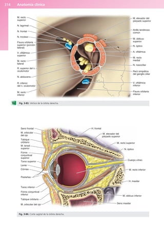 Anatomía Clínica Pró.pdf