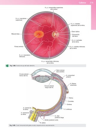 Anatomía Clínica Pró.pdf