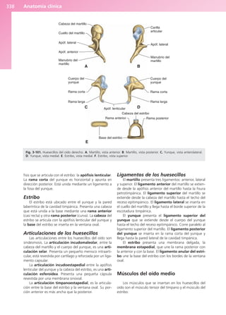 Anatomía Clínica Pró.pdf
