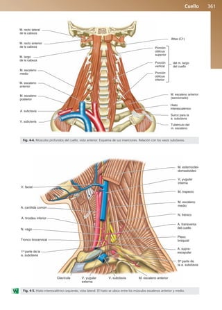 Anatomía Clínica Pró.pdf