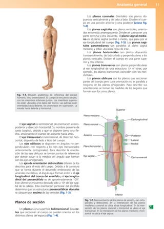 Anatomía general 11
El eje sagital es ventrodorsal, de orientación antero-
posterior y dirección horizontal. Su nombre proviene de
saeta (sagitta), debido a que se dispone como una fle-
cha, atravesando el cuerpo de adelante hacia atrás.
El eje transversal es laterolateral, de dirección hori-
zontal, dispuesto de lado a lado del cuerpo.
Los ejes oblicuos se disponen en ángulos no per-
pendiculares con respecto a los tres ejes mencionados
anteriormente (ortogonales). Para describir la orienta-
ción de los ejes oblicuos se toman puntos de referencia
por donde pasan o la medida del ángulo que forman
con los ejes ortogonales.
Los ejes de orientación del encéfalo difieren de los
descritos para el resto del cuerpo. Debido a la curvatura
que se forma durante el desarrollo embrionario de las
vesículas encefálicas, el ángulo que forman entre sí el eje
longitudinal del tronco del encéfalo y el eje longitu-
dinal del prosencéfalo es de aproximadamente 100º.
Este último se encuentra desviado sólo a 10º del eje sagi-
tal de la cabeza. Esta orientación particular del encéfalo
determina que las estructuras prosencefálicas dorsales
se ubiquen por encima de las ventrales (fig. 1-3).
Planos de sección
Un plano es una superficie bidimensional. Los cor-
tes que seccionan al cuerpo se pueden orientar en los
distintos planos del espacio (fig. 1-4).
Los planos coronales (frontales) son planos dis-
puestos verticalmente y de lado a lado. Dividen el cuer-
po en una porción anterior y otra posterior (véase fig.
1-2).
Los planos sagitales son planos verticales, orienta-
dos en sentido anteroposterior. Dividen el cuerpo en una
parte derecha y otra izquierda. El plano sagital media-
no es el plano sagital central o medio, que pasa por el
eje longitudinal del cuerpo (fig. 1-5). Los planos sagi-
tales paramedianos son paralelos al plano sagital
mediano y están ubicados cerca de éste.
Los planos horizontales son planos dispuestos
transversalmente, de lado a lado y perpendiculares a los
planos verticales. Dividen el cuerpo en una parte supe-
rior y otra inferior.
Los planos transversos son planos perpendiculares
al eje longitudinal de una estructura. En el tórax, por
ejemplo, los planos transversos coinciden con los hori-
zontales.
Los planos oblicuos son los planos que seccionan
partes del cuerpo pero cuya orientación no es paralela a
ninguno de los planos ortogonales. Para describir sus
orientaciones se toman las medidas de los ángulos que
forman con los otros planos.
Fig. 1-1. Posición anatómica de referencia del cuerpo
humano, vista anterolateral. El cuerpo se encuentra de pie,
con los miembros inferiores juntos. Los miembros superio-
res están ubicados a los lados del tronco. Las palmas están
orientadas hacia delante, los antebrazos en supinación. La
mirada hacia delante y horizontal.
Superior
Inferior
Eje longitudinal
Posterior
Lateral
Medial
Plano horizontal
Eje sagital
Anterior
Plano coronal
Plano mediano
Eje transversal
Fig. 1-2. Representación de los planos de sección, ejes orto-
gonales y direcciones. En la intersección de los planos
mediano y coronal se ubica el eje longitudinal. En la inter-
sección de los planos coronal y horizontal se ubica el eje
transversal. En la intersección de los planos mediano y hori-
zontal se ubica el eje sagital.
b027-01.qxd 7/14/11 12:48 PM Page 11
ERRNVPHGLFRVRUJ
 