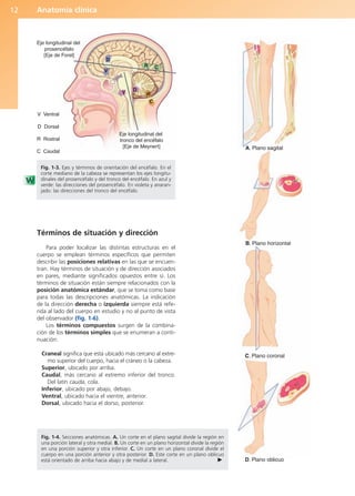 Anatomía clínica
12
Términos de situación y dirección
Para poder localizar las distintas estructuras en el
cuerpo se emplean términos específicos que permiten
describir las posiciones relativas en las que se encuen-
tran. Hay términos de situación y de dirección asociados
en pares, mediante significados opuestos entre sí. Los
términos de situación están siempre relacionados con la
posición anatómica estándar, que se toma como base
para todas las descripciones anatómicas. La indicación
de la dirección derecha o izquierda siempre está refe-
rida al lado del cuerpo en estudio y no al punto de vista
del observador (fig. 1-6).
Los términos compuestos surgen de la combina-
ción de los términos simples que se enumeran a conti-
nuación:
Craneal significa que está ubicado más cercano al extre-
mo superior del cuerpo, hacia el cráneo o la cabeza.
Superior, ubicado por arriba.
Caudal, más cercano al extremo inferior del tronco.
Del latín cauda, cola.
Inferior, ubicado por abajo, debajo.
Ventral, ubicado hacia el vientre, anterior.
Dorsal, ubicado hacia el dorso, posterior.
Eje longitudinal del
prosencéfalo
[Eje de Forel]
V Ventral
D Dorsal
R Rostral
C Caudal
Eje longitudinal del
tronco del encéfalo
[Eje de Meynert]
R C
D
V
D
V R
C
Fig. 1-3. Ejes y términos de orientación del encéfalo. En el
corte mediano de la cabeza se representan los ejes longitu-
dinales del prosencéfalo y del tronco del encéfalo. En azul y
verde: las direcciones del prosencéfalo. En violeta y anaran-
jado: las direcciones del tronco del encéfalo.
A. Plano sagital
B. Plano horizontal
D. Plano oblicuo
C. Plano coronal
Fig. 1-4. Secciones anatómicas. A. Un corte en el plano sagital divide la región en
una porción lateral y otra medial. B. Un corte en un plano horizontal divide la región
en una porción superior y otra inferior. C. Un corte en un plano coronal divide el
cuerpo en una porción anterior y otra posterior. D. Este corte en un plano oblicuo
está orientado de arriba hacia abajo y de medial a lateral. 䉴
b027-01.qxd 7/14/11 12:48 PM Page 12
ERRNVPHGLFRVRUJ
 
