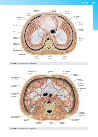 Anatomía Clínica Pró.pdf