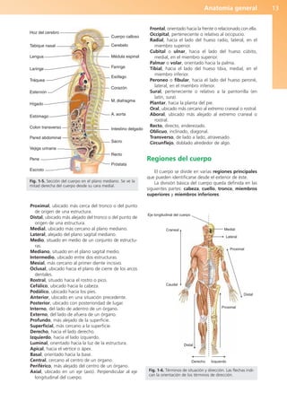 Anatomía general 13
Proximal, ubicado más cerca del tronco o del punto
de origen de una estructura.
Distal, ubicado más alejado del tronco o del punto de
origen de una estructura.
Medial, ubicado más cercano al plano mediano.
Lateral, alejado del plano sagital mediano.
Medio, situado en medio de un conjunto de estructu-
ras.
Mediano, situado en el plano sagital medio.
Intermedio, ubicado entre dos estructuras.
Mesial, más cercano al primer diente incisivo.
Oclusal, ubicado hacia el plano de cierre de los arcos
dentales.
Rostral, situado hacia el rostro o pico.
Cefálico, ubicado hacia la cabeza.
Podálico, ubicado hacia los pies.
Anterior, ubicado en una situación precedente.
Posterior, ubicado con posterioridad de lugar.
Interno, del lado de adentro de un órgano.
Externo, del lado de afuera de un órgano.
Profundo, más alejado de la superficie.
Superficial, más cercano a la superficie.
Derecho, hacia el lado derecho.
Izquierdo, hacia el lado izquierdo.
Luminal, orientado hacia la luz de la estructura.
Apical, hacia el vértice o ápex.
Basal, orientado hacia la base.
Central, cercano al centro de un órgano.
Periférico, más alejado del centro de un órgano.
Axial, ubicado en un eje (axis). Perpendicular al eje
longitudinal del cuerpo.
Frontal, orientado hacia la frente o relacionado con ella.
Occipital, perteneciente o relativo al occipucio.
Radial, hacia el lado del hueso radio, lateral, en el
miembro superior.
Cubital o ulnar, hacia el lado del hueso cúbito,
medial, en el miembro superior.
Palmar o volar, orientado hacia la palma.
Tibial, hacia el lado del hueso tibia, medial, en el
miembro inferior.
Peroneo o fibular, hacia el lado del hueso peroné,
lateral, en el miembro inferior.
Sural, perteneciente o relativo a la pantorrilla (en
latín, sura).
Plantar, hacia la planta del pie.
Oral, ubicado más cercano al extremo craneal o rostral.
Aboral, ubicado más alejado al extremo craneal o
rostral.
Recto, directo, enderezado.
Oblicuo, inclinado, diagonal.
Transverso, de lado a lado, atravesado.
Circunflejo, doblado alrededor de algo.
Regiones del cuerpo
El cuerpo se divide en varias regiones principales
que pueden identificarse desde el exterior de éste.
La división básica del cuerpo queda definida en las
siguientes partes: cabeza, cuello, tronco, miembros
superiores y miembros inferiores.
Hoz del cerebro
Tabique nasal
Lengua
Laringe
Tráquea
Esternón
Hígado
Estómago
Colon transverso
Pared abdominal
Vejiga urinaria
Pene
Escroto
Cuerpo calloso
Cerebelo
Médula espinal
Faringe
Esófago
Corazón
M. diafragma
A. aorta
Intestino delgado
Sacro
Recto
Próstata
Fig. 1-5. Sección del cuerpo en el plano mediano. Se ve la
mitad derecha del cuerpo desde su cara medial.
Eje longitudinal del cuerpo
Craneal
Caudal
Distal
Derecho Izquierdo
Proximal
Distal
Proximal
Lateral
Medial
Fig. 1-6. Términos de situación y dirección. Las flechas indi-
can la orientación de los términos de dirección.
b027-01.qxd 7/14/11 12:48 PM Page 13
ERRNVPHGLFRVRUJ
 