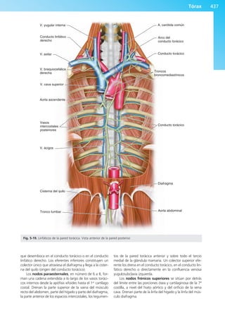 Anatomía Clínica Pró.pdf