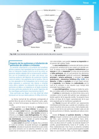 Anatomía Clínica Pró.pdf