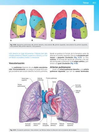 Anatomía Clínica Pró.pdf