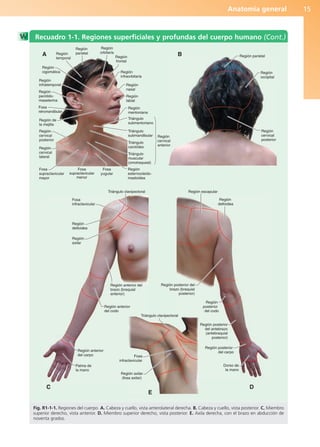 Anatomía general 15
Región parietal
Región
occipital
Región
cervical
posterior
Triángulo clavipectoral Región escapular
Región
deltoidea
Región posterior del
brazo (braquial
posterior)
Región
posterior
del codo
Región posterior
del antebrazo
(antebraquial
posterior)
Región posterior
del carpo
Palma de
la mano
Región anterior
del carpo
Región anterior
del codo
Región
axilar
Región axilar
(fosa axilar)
Fosa
infraclavicular
Triángulo clavipectoral
Región
deltoidea
Fosa
infraclavicular
Región anterior del
brazo (braquial
anterior)
Dorso de
la mano
Región
parietal
Región
temporal
Región
cigomática
Región
infratemporal
Región
parotido-
maseterina
Fosa
retromandibular
Región de
la mejilla
Región
cervical
posterior
Región
cervical
lateral
Región
nasal
Región
labial
Región
mentoniana
Triángulo
submentoniano
Triángulo
submandibular
Triángulo
carotídeo
Triángulo
muscular
(omotraqueal)
Fosa
supraclavicular
mayor
Fosa
supraclavicular
menor
Fosa
yugular
Región
esternocleido-
mastoidea
Región
cervical
anterior
Región
orbitaria
Región
frontal
Región
infraorbitaria
A B
C D
E
Recuadro 1-1. Regiones superficiales y profundas del cuerpo humano (Cont.)
Fig. R1-1-1. Regiones del cuerpo. A. Cabeza y cuello, vista anterolateral derecha. B. Cabeza y cuello, vista posterior. C. Miembro
superior derecho, vista anterior. D. Miembro superior derecho, vista posterior. E. Axila derecha, con el brazo en abducción de
noventa grados.
b027-01.qxd 7/14/11 12:48 PM Page 15
ERRNVPHGLFRVRUJ
 