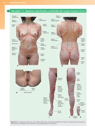 Anatomía clínica
16
Fosa
infraclavicular
Región
pectoral
Región
preesternal
Región
vertebral
Región
supraescapular
Región
deltoidea
Región
escapular
Región
interescapular
Región
infraescapular
Región
pectoral
lateral
Región
lumbar
Región
glútea
Región
sacra
Región
anal
Región
pectoral
lateral
Región
epigástrica
Región
umbilical
Región
púbica
Región
urogenital
Región
anal
Región
glútea
Surco
glúteo
Región perineal
Región
inguinal
Región
abdominal
lateral
Hipocondrio
Región
inframamaria
Región
axilar
Región
deltoidea
Triángulo
clavipectoral
Triángulo
femoral
Triángulo
femoral
Región
anterior
del muslo
(femoral
anterior)
Región
posterior
del muslo
(femoral
posterior)
Región
posterior
de la
rodilla
Región
sural
Región
retromaleolar
lateral
Planta
del pie
Región
calcánea
Región
anterior
de la rodilla
Región
posterior
de la pierna
(crural
posterior)
Dorso
del pie
Fosa
poplítea
Región
anterior
de la pierna
(crural
anterior)
F
H
I J K
G
Recuadro 1-1. Regiones superficiales y profundas del cuerpo humano (Cont.)
Fig. R1-1-1. Continuación. F. Tronco, vista anterior. G. Tronco, vista posterior. H. Periné femenino. I. Miembro inferior derecho,
vista anterior. J. Miembro inferior derecho, vista posterior. K. Pie, vista inferior.
b027-01.qxd 8/8/11 3:25 PM Page 16
ERRNVPHGLFRVRUJ
 