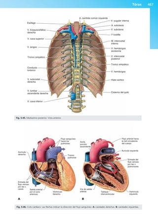 Anatomía Clínica Pró.pdf