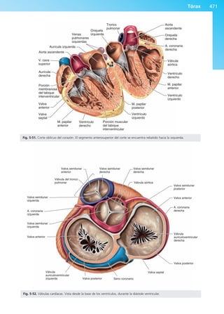 Anatomía Clínica Pró.pdf