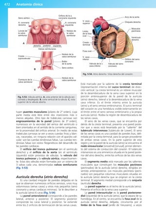 Anatomía Clínica Pró.pdf