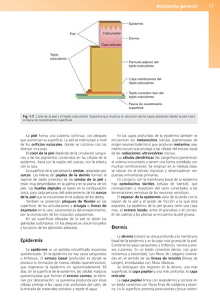 Anatomía general 17
La piel forma una cubierta continua, con pliegues
que aumentan su superficie. La piel se interrumpe a nivel
de los orificios naturales, donde se continúa con las
diversas mucosas.
El color de la piel depende de la circulación sanguí-
nea y de los pigmentos contenidos en las células de la
epidermis. Varía con la región del cuerpo, con la edad y
con la raza.
La superficie de la piel presenta crestas, separadas por
surcos. Las hileras de papilas de la dermis forman el
soporte de tejido conectivo de las crestas de la piel y
están muy desarrolladas en la palma y en la planta de los
pies. Las huellas digitales se basan en la configuración
única, para cada persona, del ordenamiento de los surcos
de la piel que se encuentran en el pulpejo de los dedos.
También se presentan pliegues de flexión en las
superficies de las articulaciones y arrugas o líneas de
expresión en la cara, características del envejecimiento,
por la contracción de los músculos subyacentes.
En las superficies elevadas de la piel se abren las
glándulas sudoríparas. En los pliegues se ubican los pelos
y los poros de las glándulas sebáceas.
Epidermis
La epidermis es un epitelio estratificado escamoso
queratinizado. En la epidermis no hay vasos sanguíneos
o linfáticos. El estrato basal (profundo) es donde se
produce la formación de nuevas células (queratinocitos),
que regeneran la epidermis en aproximadamente 30
días. En la superficie de la epidermis, las células maduras
queratinizadas que forman el estrato córneo, se elimi-
nan por descamación. La queratina producida por estas
células protege a las capas más profundas del calor, de
la entrada de materiales extraños y repele el agua.
En las capas profundas de la epidermis también se
encuentran los melanocitos (células pigmentadas de
origen neuroectodérmico) que producen melanina, pig-
mento oscuro que protege a las células del estrato basal
de las radiaciones ultravioletas nocivas.
Las células dendríticas [de Langerhans] pertenecen
al sistema inmunitario y tienen una forma estrellada con
muchas ramificaciones. Se originan en la médula ósea,
se ubican en el estrato espinoso y desencadenan res-
puestas inmunitarias primarias.
En contacto con la membrana basal de la epidermis
hay epiteliocitos táctiles [células de Merkel], que
corresponden a receptores del tacto conectados a las
terminaciones nerviosas de las neuronas sensitivas.
El espesor de la epidermis varía de acuerdo con la
región de la piel y el grado de fricción a la que está
expuesta. La epidermis de la piel gruesa tiene una capa
más, el estrato lúcido, entre el granuloso y el córneo.
En las palmas y las plantas se encuentra la piel gruesa.
Dermis
La dermis (corion) se ubica profunda a la membrana
basal de la epidermis y es la capa más gruesa de la piel.
Contiene los vasos sanguíneos y linfáticos, nervios y ane-
xos cutáneos. Es un tejido conectivo denso, con gran
resistencia y elasticidad, con fibras de colágeno orienta-
das en el sentido de las líneas de tensión [líneas de
Langer], entrelazadas con fibras elásticas.
Se distinguen dos regiones en la dermis, una más
superficial, la capa papilar y una más profunda, la capa
reticular.
La capa papilar limita con la epidermis y consiste en
un tejido conectivo con fibras finas de colágeno y elasti-
na. En la superficie presenta protrusiones cónicas redon-
Piel
Epidermis
Dermis
Panículo adiposo del
tejido subcutáneo
Capa membranosa del
tejido subcutáneo
Tejido conectivo laxo del
tejido subcutáneo
Fascia de revestimiento
superficial
Tejido
subcutáneo
Capa papilar
Capa reticular
Fig. 1-7. Corte de la piel y el tejido subcutáneo. Esquema que muestra la ubicación de las capas presentes desde la piel hasta
la fascia de revestimiento superficial.
b027-01.qxd 7/14/11 12:48 PM Page 17
ERRNVPHGLFRVRUJ
 