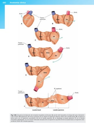 Anatomía Clínica Pró.pdf