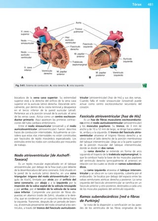 Anatomía Clínica Pró.pdf