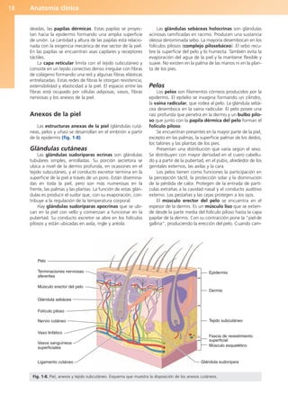 Anatomía clínica
18
deadas, las papilas dérmicas. Estas papilas se proyec-
tan hacia la epidermis formando una amplia superficie
de unión. La cantidad y altura de las papilas está relacio-
nada con la exigencia mecánica de ese sector de la piel.
En las papilas se encuentran asas capilares y receptores
táctiles.
La capa reticular limita con el tejido subcutáneo y
consiste en un tejido conectivo denso irregular con fibras
de colágeno formando una red y algunas fibras elásticas
entrelazadas. Estas redes de fibras le otorgan resistencia,
extensibilidad y elasticidad a la piel. El espacio entre las
fibras está ocupado por células adiposas, vasos, fibras
nerviosas y los anexos de la piel.
Anexos de la piel
Las estructuras anexas de la piel (glándulas cutá-
neas, pelos y uñas) se desarrollan en el embrión a partir
de la epidermis (fig. 1-8).
Glándulas cutáneas
Las glándulas sudoríparas ecrinas son glándulas
tubulares simples, enrolladas. Su porción secretora se
ubica a nivel de la dermis profunda, en ocasiones en el
tejido subcutáneo, y el conducto excretor termina en la
superficie de la piel a través de un poro. Están disemina-
das en toda la piel, pero son más numerosas en la
frente, las palmas y las plantas. La función de estas glán-
dulas es producir el sudor que, con su evaporación, con-
tribuye a la regulación de la temperatura corporal.
Hay glándulas sudoríparas apocrinas que se ubi-
can en la piel con vello y comienzan a funcionar en la
pubertad. Su conducto excretor se abre en los folículos
pilosos y están ubicadas en axila, ingle y aréola.
Las glándulas sebáceas holocrinas son glándulas
acinosas ramificadas en racimo. Producen una sustancia
oleosa denominada sebo. La mayoría desembocan en los
folículos pilosos (complejo pilosebáceo). El sebo recu-
bre la superficie del pelo y lo humecta. También evita la
evaporación del agua de la piel y la mantiene flexible y
suave. No existen en la palma de las manos ni en la plan-
ta de los pies.
Pelos
Los pelos son filamentos córneos producidos por la
epidermis. El epitelio se invagina formando un cilindro,
la vaina radicular, que rodea al pelo. La glándula sebá-
cea desemboca en la vaina radicular. El pelo posee una
raíz profunda que penetra en la dermis y un bulbo pilo-
so que junto con la papila dérmica del pelo forman el
folículo piloso.
Se encuentran presentes en la mayor parte de la piel,
excepto en las palmas, la superficie palmar de los dedos,
los talones y las plantas de los pies.
Presentan una distribución que varía según el sexo.
Se distribuyen con mayor densidad en el cuero cabellu-
do y a partir de la pubertad, en el pubis, alrededor de los
genitales externos, las axilas y la cara.
Los pelos tienen como funciones la participación en
la percepción táctil, la protección solar y la disminución
de la pérdida de calor. Protegen de la entrada de partí-
culas extrañas a la cavidad nasal y el conducto auditivo
externo. Las pestañas y las cejas protegen a los ojos.
El músculo erector del pelo se encuentra en el
espesor de la dermis. Es un músculo liso que se extien-
de desde la parte media del folículo piloso hasta la capa
papilar de la dermis. Con su contracción pone la “piel de
gallina”, produciendo la erección del pelo. Cuando cam-
Pelo
Terminaciones nerviosas
aferentes
Músculo erector del pelo
Glándula sebácea
Folículo piloso
Nervio cutáneo
Vaso linfático
Vasos sanguíneos
superficiales
Ligamento cutáneo
Epidermis
Dermis
Tejido subcutáneo
Fascia de revestimiento
superficial
Músculo esquelético
Glándula sudorípara
Fig. 1-8. Piel, anexos y tejido subcutáneo. Esquema que muestra la disposición de los anexos cutáneos.
b027-01.qxd 8/8/11 3:25 PM Page 18
ERRNVPHGLFRVRUJ
 