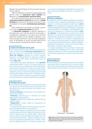 Anatomía clínica
20
Merkel], hasta donde llegan las fibras nerviosas que atra-
viesan la dermis.
Algunos receptores se ubican en la capa papilar de la
dermis, como el corpúsculo táctil ovoideo [de
Meissner] y las terminaciones nerviosas libres.
En la capa reticular de la dermis se encuentran el
corpúsculo sensitivo fusiforme [de Ruffini], el bulbo
terminal [de Krause] y terminaciones nerviosas en espi-
ral alrededor de los pelos (terminaciones peritriquia-
les).
Otros receptores se encuentran en el tejido subcutá-
neo, como el corpúsculo lamelar [de Pacini].
La inervación simpática es eferente vegetativa y
está destinada a los músculos erectores de los pelos, a
las glándulas sudoríparas y a los vasos. Esta inervación
autónoma proviene de los ganglios simpáticos y sus
fibras nerviosas pertenecen a las neuronas posganglio-
nares. Se distribuyen en la piel formando parte de los
nervios cutáneos o rodeando las arterias cutáneas.
Líneas de tensión de la piel
Karl Langer estudió las líneas de tensión presentes en
la piel. Encontró que las fuerzas de estiramiento (ten-
sión) que actúan en la piel siguen la dirección de las
fibras de colágeno ubicadas en la dermis reticular.
Basado en su hallazgo diseñó un mapa que muestra la
disposición de dichas líneas, denominadas líneas de
Langer (fig. 1-9).
Las incisiones quirúrgicas realizadas en forma paralela
a estas líneas tienden a curar con muy poco tejido cica-
trizal, mientras que, en aquellas que cortan dichas líneas,
el proceso de cicatrización se realiza con mayor dificul-
tad, ya que la sección lleva a la retracción de las fibras
colágenas y de este modo se dificulta la aposición de los
extremos de la herida. En este caso, la resolución gene-
ra un defecto estético importante, que puede producir,
en algunas personas, cicatrices hipertróficas o queloides.
Heridas de la piel
Las heridas cutáneas son lesiones traumáticas de la piel
con solución de continuidad de ésta. De acuerdo con el
mecanismo por el que se producen, las heridas se pue-
den clasificar en:
Incisa o cortante: producida por un instrumento con
filo (cuchillo, navaja).
Punzante: producida por un elemento con punta
aguda (puñal, aguja, punzón).
Contusa: producida por el golpe de un elemento romo
(martillo, maza).
Desgarrante: la lesión separó los tegumentos en
forma anfractuosa.
En ocasiones se producen combinaciones de estas heri-
das (contusodesgarrante, contusocortante).
En las heridas agudas, la aproximación de los bordes
mediante puntos de sutura o elementos adhesivos dismi-
nuye la distancia que las células deben migrar para
cubrir la solución de continuidad y se produce una cica-
triz por primera intención. Cuando las heridas curan sin
que se haya logrado la aposición de sus bordes, cicatri-
zan por segunda intención, y el tiempo necesario para
que se logre la reepitelización depende de otros factores
tales como la profundidad de la lesión, la ubicación y la
forma.
Estrías cutáneas
La presencia de fibras colágenas y elásticas le confieren
a la piel una gran resistencia y elasticidad. La piel es un
órgano con una gran capacidad y resistencia al estira-
miento. Esto se evidencia en situaciones tales como el
aumento del abdomen durante el embarazo o las grandes
variaciones del peso. Sin embargo, esta capacidad en oca-
siones se ve superada y en consecuencia surgen las estrí-
as cutáneas. Se producen por la ruptura de las fibras
elásticas, como consecuencia del estiramiento excesivo. El
aspecto de las estrías varía de acuerdo con el tiempo de
evolución: inicialmente son cordones sobreelevados de
color rosado, que se transforman en bandas de piel fina
de color púrpura y finalmente blancas. Aparecen predomi-
nantemente en abdomen, mamas y en la cara medial y
lateral de los muslos y la región glútea.
En algunas patologías en las que existen alteraciones
estructurales de las proteínas de la matriz extracelular
(colágeno y elastina), las estrías cutáneas pueden apare-
cer de manera espontánea o ante mínimos estiramien-
tos.
Quemaduras
Las quemaduras son lesiones producidas en los tejidos
vivos por la acción de agentes físicos, químicos o bioló-
gicos. Éstas varían desde simple eritema (enrojecimiento)
hasta la destrucción de tejidos y estructuras. Su pronós-
Vista anterior Vista posterior
Fig. 1-9. Líneas de tensión de la piel. Las líneas punteadas
sobre la piel indican la dirección de las líneas de tensión de
la piel [líneas de Langer].
b027-01.qxd 7/14/11 12:48 PM Page 20
ERRNVPHGLFRVRUJ
 