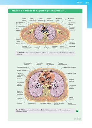 Anatomía Clínica Pró.pdf