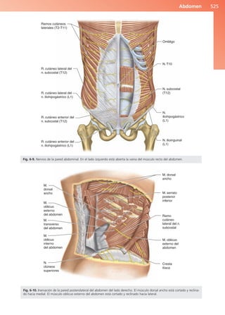 Anatomía Clínica Pró.pdf