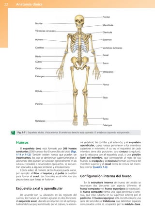 Anatomía clínica
22
Huesos
El esqueleto óseo está formado por 206 huesos
constantes (200 huesos y los 6 huesecillos del oído) (figs.
1-11 y 1-12). También existen huesos que pueden ser
inconstantes, los que se denominan supernumerarios o
accesorios; ellos pueden ser suturales (generalmente en las
suturas craneales) o sesamoideos (pequeños, se encuen-
tran asociados a algunos tendones y articulaciones).
Con la edad, el número de los huesos puede variar,
por ejemplo: el ilion, el isquion y el pubis se sueldan
para formar el coxal. Los frontales en el niño son dos
piezas óseas que luego se fusionan.
Esqueleto axial y apendicular
De acuerdo con su ubicación en las regiones del
cuerpo, los huesos se pueden agrupar en dos divisiones:
el esqueleto axial, ubicado en relación con el eje longi-
tudinal del cuerpo y constituido por el cráneo, la colum-
na vertebral, las costillas y el esternón, y el esqueleto
apendicular, cuyos huesos pertenecen a los miembros
superiores e inferiores. A su vez el esqueleto de cada
miembro tiene dos porciones: una cintura (cingulum),
que lo relaciona con el esqueleto axial, y una porción
libre del miembro, que corresponde al resto de sus
huesos. La escápula y la clavícula forman la cintura del
miembro superior y el coxal forma la cintura del miem-
bro inferior (cuadro 1-4).
Configuración interna del hueso
En la estructura interna del hueso del adulto se
reconocen dos porciones con aspecto diferente: el
hueso compacto y el hueso esponjoso (o trabecular).
El hueso compacto forma una capa periférica y conti-
nua, que está cubierta en su superficie externa por el
periostio. El hueso esponjoso está constituido por una
serie de laminillas o trabéculas que delimitan espacios
comunicados entre sí, ocupados por la médula ósea.
Maxilar
Vértebras cervicales
Húmero
Costillas
Radio
Cúbito
Carpo
Falanges
Rótula
Peroné
Metatarso
Falanges
Tarso
Tibia
Fémur
Metacarpo
Sacro
Coxal
Vértebras lumbares
Esternón
Clavícula
Mandíbula
Frontal
Fig. 1-11. Esqueleto adulto. Vista anterior. El antebrazo derecho está supinado. El antebrazo izquierdo está pronado.
b027-01.qxd 7/14/11 12:48 PM Page 22
ERRNVPHGLFRVRUJ
 