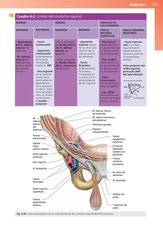 Anatomía Clínica Pró.pdf