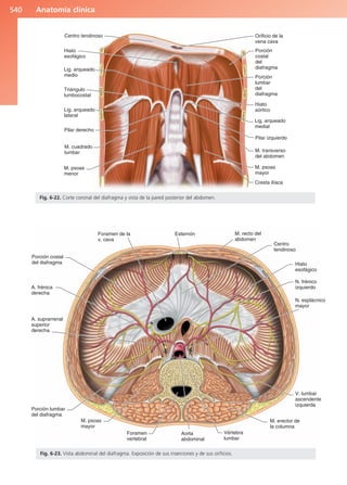 Anatomía Clínica Pró.pdf