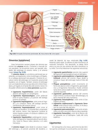 Anatomía Clínica Pró.pdf