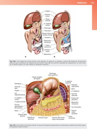 Anatomía Clínica Pró.pdf