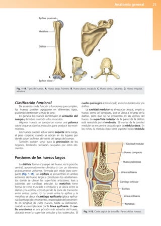 Anatomía general 25
Clasificación funcional
De acuerdo con la función o funciones que cumplen,
los huesos pueden agruparse en diferentes tipos,
pudiendo pertenecer a más de uno.
En general los huesos constituyen el armazón del
cuerpo y brindan inserción a los músculos.
Algunos huesos se comportan como una palanca
sobre la que actúan los músculos para producir los movi-
mientos.
Los huesos pueden actuar como soporte de la carga,
el peso corporal, cuando se ubican en los lugares por
donde pasan las líneas de fuerza del apoyo del cuerpo.
También pueden servir para la protección de los
órganos, limitando cavidades ocupadas por estos ele-
mentos.
Porciones de los huesos largos
La diáfisis forma el cuerpo del hueso, es la porción
central, aproximadamente cilíndrica y con un diámetro
prácticamente uniforme, formada por tejido óseo com-
pacto (fig. 1-15). Las epífisis se encuentran en ambos
extremos del hueso largo y constituyen los abultamien-
tos donde se ubican las superficies articulares, lisas y
cubiertas por cartílago articular. La metáfisis tiene
forma de cono truncado o embudo y se ubica entre la
diáfisis y la epífisis, constituyendo la zona de transición
entre ambas partes. En la unión entre la epífisis y la
metáfisis se ubica el cartílago epifisario (placa epifisa-
ria) [cartílago de crecimiento], responsable del crecimien-
to en longitud de estos huesos, hasta su osificación,
cuando es reemplazado por la línea epifisaria. El cue-
llo anatómico es una porción más estrecha del hueso,
ubicada entre la superficie articular y los tubérculos. El
cuello quirúrgico está ubicado entre los tubérculos y la
diáfisis.
La cavidad medular es el espacio central, amplio y
hueco, como un conducto, que se ubica a lo largo de la
diáfisis, pero que no se encuentra en las epífisis del
hueso. La superficie interior de la pared de la diáfisis
está revestida por el endostio. El interior de la cavidad
medular se encuentra ocupado por la médula ósea. En
los niños, la médula ósea tiene aspecto rojizo (médula
Epífisis proximal
Epífisis distal
Metáfisis
Diáfisis
A C D
B
Fig. 1-14. Tipos de huesos. A. Hueso largo, húmero. B. Hueso plano, escápula. C. Hueso corto, calcáneo. D. Hueso irregular,
vértebra.
Cavidad medular
Hueso compacto
Hueso esponjoso
Línea epifisaria
Cartílago articular
Epífisis
Línea epifisaria
Metáfisis
Fig. 1-15. Corte sagital de la rodilla. Partes de los huesos.
b027-01.qxd 8/8/11 3:25 PM Page 25
ERRNVPHGLFRVRUJ
 