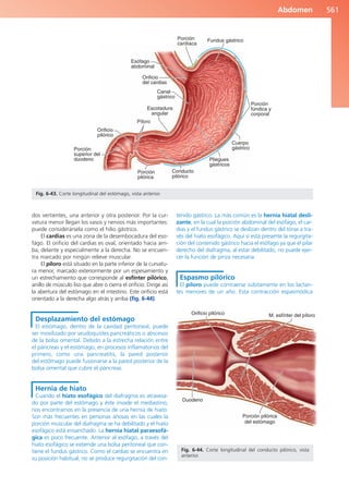 Anatomía Clínica Pró.pdf