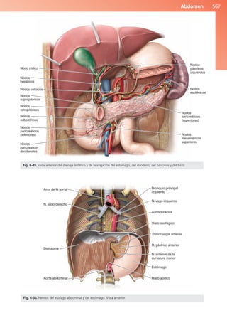 Anatomía Clínica Pró.pdf