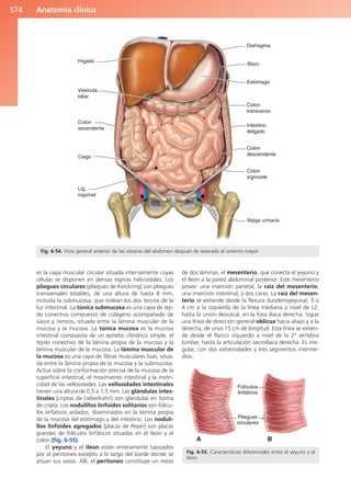 Anatomía Clínica Pró.pdf