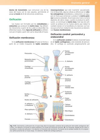 Anatomía general 27
ductos de transmisión, que comunican una de las
caras del hueso con la cara opuesta, permitiendo el
pasaje a través de él de estructuras anatómicas.
Osificación
Los huesos son formados por los osteoblastos y
osteocitos que producen la matriz ósea. Hay diferen-
tes mecanismos a partir de los cuales se desarrollan los
diferentes huesos. Estos tipos de osificación se diferen-
cian por el tejido a partir del cual se desarrolla el hueso.
Osificación membranosa
En la osificación membranosa el hueso se forma a
partir de un molde (maqueta) de tejido conectivo
mesenquimatoso que está ricamente vascularizado.
Con el desarrollo, algunas células se diferencian en célu-
las osteogénicas (osteoblastos y osteocitos) y se agru-
pan en focos que comienzan a producir la matriz preó-
sea (sustancia osteoide). Al principio esta matriz no tiene
depósitos de calcio; luego, cuando se produce la calcifi-
cación, se constituye la matriz ósea. Este tipo de osifi-
cación se produce en los huesos planos que rodean la
cavidad craneal, en la mandíbula y la clavícula. Los hue-
sos que se forman mediante este mecanismo se denomi-
nan huesos membranosos.
Osificación condral: pericondral y
endocondral
En la osificación condral el esbozo inicial del hueso
es de tejido cartilaginoso y está revestido de pericon-
drio. El cartílago es sustituido progresivamente por
Pericondrio
Manguitos óseos
pericondrales
Cartílago
mineralizado
Epífisis
proximal
Cartílago
epifisario
Epífisis
distal
Núcleo de osificación
A. epifisaria
y metafisaria
Placa epifisaria
Periostio
A
B
C
Núcleo
de osificación
primario
A. diafisaria
Núcleo
de osificación
secundario
A. epifisaria
Metáfisis
proximal
Cavidad
medular ósea
Sustancia
esponjosa
Hueso
epifisario
Tabique
transversal
Macrófagos
Condroblastos
Osteoblastos
A. diafisaria
Fig. 1-17. Crecimiento y osificación de un hueso largo. A. A la izquierda: comienzo de la osificación del molde cartilaginoso del
hueso. A la derecha: se forman la arteria diafisaria y el núcleo de osificación primario. B. A la izquierda: llegada de los vasos a
las epífisis y núcleo de osificación. A la derecha: al momento del nacimiento. Formación de la cavidad medular. C. A la izquier-
da: epífisis proximal de un hueso largo. A la derecha: detalle del cartílago epifisario.
b027-01.qxd 7/14/11 12:48 PM Page 27
ERRNVPHGLFRVRUJ
 