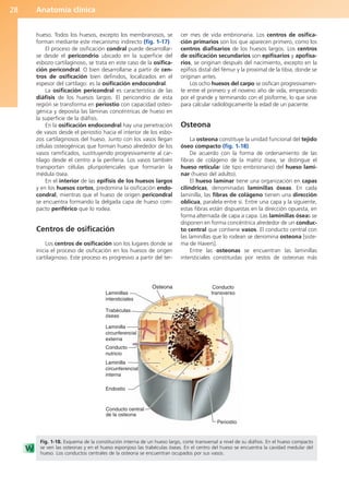 Anatomía clínica
28
hueso. Todos los huesos, excepto los membranosos, se
forman mediante este mecanismo indirecto (fig. 1-17).
El proceso de osificación condral puede desarrollar-
se desde el pericondrio ubicado en la superficie del
esbozo cartilaginoso, se trata en este caso de la osifica-
ción pericondral. O bien desarrollarse a partir de cen-
tros de osificación bien definidos, localizados en el
espesor del cartílago: es la osificación endocondral.
La osificación pericondral es característica de las
diáfisis de los huesos largos. El pericondrio de esta
región se transforma en periostio con capacidad osteo-
génica y deposita las láminas concéntricas de hueso en
la superficie de la diáfisis.
En la osificación endocondral hay una penetración
de vasos desde el periostio hacia el interior de los esbo-
zos cartilaginosos del hueso. Junto con los vasos llegan
células osteogénicas que forman hueso alrededor de los
vasos ramificados, sustituyendo progresivamente al car-
tílago desde el centro a la periferia. Los vasos también
transportan células pluripotenciales que formarán la
médula ósea.
En el interior de las epífisis de los huesos largos
y en los huesos cortos, predomina la osificación endo-
condral, mientras que el hueso de origen pericondral
se encuentra formando la delgada capa de hueso com-
pacto periférico que lo rodea.
Centros de osificación
Los centros de osificación son los lugares donde se
inicia el proceso de osificación en los huesos de origen
cartilaginoso. Este proceso es progresivo a partir del ter-
cer mes de vida embrionaria. Los centros de osifica-
ción primarios son los que aparecen primero, como los
centros diafisarios de los huesos largos. Los centros
de osificación secundarios son epifisarios y apofisa-
rios, se originan después del nacimiento, excepto en la
epífisis distal del fémur y la proximal de la tibia, donde se
originan antes.
Los ocho huesos del carpo se osifican progresivamen-
te entre el primero y el noveno año de vida, empezando
por el grande y terminando con el pisiforme, lo que sirve
para calcular radiológicamente la edad de un paciente.
Osteona
La osteona constituye la unidad funcional del tejido
óseo compacto (fig. 1-18).
De acuerdo con la forma de ordenamiento de las
fibras de colágeno de la matriz ósea, se distingue el
hueso reticular (de tipo embrionario) del hueso lami-
nar (hueso del adulto).
El hueso laminar tiene una organización en capas
cilíndricas, denominadas laminillas óseas. En cada
laminilla, las fibras de colágeno tienen una dirección
oblicua, paralela entre sí. Entre una capa y la siguiente,
estas fibras están dispuestas en la dirección opuesta, en
forma alternada de capa a capa. Las laminillas óseas se
disponen en forma concéntrica alrededor de un conduc-
to central que contiene vasos. El conducto central con
las laminillas que lo rodean se denomina osteona [siste-
ma de Havers].
Entre las osteonas se encuentran las laminillas
intersticiales constituidas por restos de osteonas más
Osteona
Laminillas
intersticiales
Laminilla
circunferencial
externa
Conducto
nutricio
Laminilla
circunferencial
interna
Endostio
Periostio
Conducto central
de la osteona
Conducto
transverso
Trabéculas
óseas
Fig. 1-18. Esquema de la constitución interna de un hueso largo, corte transversal a nivel de su diáfisis. En el hueso compacto
se ven las osteonas y en el hueso esponjoso las trabéculas óseas. En el centro del hueso se encuentra la cavidad medular del
hueso. Los conductos centrales de la osteona se encuentran ocupados por sus vasos.
b027-01.qxd 7/14/11 12:48 PM Page 28
ERRNVPHGLFRVRUJ
 