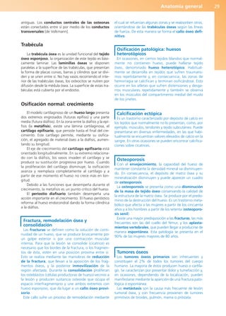Anatomía general 29
antiguas. Los conductos centrales de las osteonas
están conectados entre sí por medio de los conductos
transversales [de Volkmann].
Trabécula
La trabécula ósea es la unidad funcional del tejido
óseo esponjoso, la organización de este tejido es bási-
camente laminar. Las laminillas óseas se disponen
paralelas a la superficie de las trabéculas, que presentan
la forma de placas curvas, barras y cilindros que se divi-
den y se unen entre sí. No hay vasos recorriendo el inte-
rior de las trabéculas óseas, los osteocitos se nutren por
difusión desde la médula ósea. La superficie de estas tra-
béculas está cubierta por el endostio.
Osificación normal: crecimiento
El modelo cartilaginoso de un hueso largo presenta
dos extremos engrosados (futuras epífisis) y una parte
media (futura diáfisis). En la zona entre la diáfisis y la epí-
fisis (la metáfisis), existe una lámina cartilaginosa, el
cartílago epifisario, que persiste hasta el final del cre-
cimiento. Este cartílago permite, mediante su osifica-
ción, el agregado de material óseo a la diáfisis, aumen-
tando su longitud.
El eje de crecimiento del cartílago epifisario está
orientado longitudinalmente. En su extremo relaciona-
do con la diáfisis, los vasos invaden el cartílago y se
produce su sustitución progresiva por hueso. Cuando
la proliferación del cartílago disminuye, la osificación
avanza y reemplaza completamente al cartílago y a
partir de ese momento el hueso no crece más en lon-
gitud.
Debido a las funciones que desempeña durante el
crecimiento, la metáfisis es un punto crítico del hueso.
El periostio diafisario también desempeña una
acción importante en el crecimiento. El hueso perióstico
reforma al hueso endocondral dando la forma cilíndrica
a la diáfisis.
Fractura, remodelación ósea y
consolidación
Las fracturas se definen como la solución de conti-
nuidad de un hueso, que se produce bruscamente por
un golpe exterior o por una contracción muscular
intensa. Para que la lesión se consolide (cicatrice) es
necesario que los bordes de la fractura, o los fragmen-
tos de ésta, estén en una posición próxima entre sí.
Esto se realiza mediante las maniobras de reducción
de la fractura, que llevan a la aposición de los frag-
mentos óseos, y la posterior inmovilización de la
región afectada. Durante la consolidación proliferan
los osteblastos (células productoras de hueso) vecinos a
la lesión y producen sustancia osteoide que ocupa el
espacio interfragmentario y une ambos extremos con
hueso esponjoso, que da lugar a un callo óseo provi-
sorio.
Este callo sufre un proceso de remodelación mediante
el cual se refuerzan algunas zonas y se reabsorben otras,
orientándose de las trabéculas óseas según las líneas
de fuerza. De esta manera se forma el callo óseo defi-
nitivo.
Osificación patológica: huesos
heterotópicos
En ocasiones, en ciertos tejidos blandos que normal-
mente no contienen hueso, puede hallarse tejido
óseo, denominado hueso heterotópico. Habitual-
mente se desarrolla en tejidos que sufren traumatis-
mos repetidamente y, en consecuencia, las zonas de
hemorragia se calcifican y terminan osificándose. Esto
ocurre en los atletas que sufren distensiones y desga-
rros musculares repetidamente y también se observa
en los músculos del compartimento medial del muslo
de los jinetes.
Calcificación ectópica
Es un trastorno caracterizado por depósito de calcio en
los tejidos que normalmente no lo presentan, como, por
ejemplo, músculos, tendones y tejido subcutáneo. Puede
presentarse en diversas enfermedades, en las que habi-
tualmente se encuentran valores elevados de calcio en la
sangre. En otras ocasiones se pueden encontrar calcifica-
ciones sobre cicatrices.
Osteoporosis
Con el envejecimiento, la capacidad del hueso de
mantener constante la densidad mineral va disminuyen-
do. En consecuencia, el depósito de matriz ósea y su
mineralización disminuyen y puede aparecer un cuadro
de osteoporosis.
La osteoporosis se presenta como una disminución
de la masa de tejido óseo conservando la calidad de
la estructura de la matriz ósea. Se produce por el predo-
minio de la destrucción del hueso. Es un trastorno meta-
bólico que afecta a las mujeres a partir de los cincuenta
años y a los hombres a partir de los setenta (osteoporo-
sis senil).
Existe una mayor predisposición a las fracturas, las más
frecuentes son las del cuello del fémur, y los aplasta-
mientos vertebrales, que pueden llegar a producirse de
manera espontánea. Esta patología se presenta en el
90% de las mujeres mayores de 80 años.
Tumores óseos
Los tumores óseos primarios son infrecuentes y
constituyen el 2% de todos los tumores del cuerpo
humano. La mayoría de éstos producen hueso o cartíla-
go. Se caracterizan por presentar dolor y tumefacción y,
en ocasiones, dependiendo de la localización, pueden
manifestarse mediante la aparición de una fractura pato-
lógica o espontánea.
Las metástasis son la causa más frecuente de lesión
tumoral ósea, y con frecuencia provienen de tumores
primitivos de tiroides, pulmón, mama o próstata.
b027-01.qxd 7/14/11 12:48 PM Page 29
ERRNVPHGLFRVRUJ
 