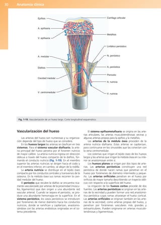 Anatomía clínica
30
Vascularización del hueso
Las arterias del hueso son numerosas y su organiza-
ción depende del tipo de hueso que se considere.
En los huesos largos las arterias se clasifican en tres
sistemas. Para el sistema vascular diafisario, la arte-
ria principal del hueso penetra por el foramen nutricio
de mayor calibre. La arteria nutricia ingresa en dirección
oblicua a través del hueso compacto de la diáfisis, for-
mando el conducto nutricio (fig. 1-19). En el miembro
superior las arterias nutricias se dirigen hacia el codo y
en el miembro inferior, en cambio, se alejan de la rodilla.
La arteria nutricia se distribuye en el tejido óseo
compacto por los conductos centrales y transversos de la
osteona. En la médula ósea sus ramas recorren la cavi-
dad medular del hueso.
El periostio que recubre la diáfisis se encuentra rica-
mente vascularizado por arterias de la proximidad (múscu-
los, ligamentos) que dan origen a una abundante red
vascular arterial. Cuando se separa el periostio, se pro-
duce una abundante hemorragia en la superficie. En el
sistema perióstico, los vasos periósticos se introducen
por forámenes de menor diámetro hacia los conductos
nutricios, donde se ramifican y capilarizan, anastomo-
sándose con las arterias endósticas originadas en el sis-
tema precedente.
El sistema epifisometafisario se origina en las arte-
rias articulares, las arterias musculotendinosas vecinas y
algunas arterias propias para la epífisis y la metáfisis.
Las arterias de la médula ósea proceden de la
arteria nutricia diafisaria. Estas arterias se capilarizan,
para continuarse en los sinusoides que las conectan con
la vena centromedular.
Los sistemas que irrigan el tejido óseo de los huesos
largos y las arterias que irrigan la médula ósea en su inte-
rior se anastomosan entre sí.
Los huesos planos se irrigan por dos tipos de arte-
rias. Las arterias periósticas constituyen una red
perióstica de donde nacen ramas que penetran en el
hueso por forámenes de diámetro intermedio y peque-
ño. Las arterias orificiales penetran en el hueso por
orificios de mayor tamaño describiendo un trayecto obli-
cuo con respecto a la superficie del hueso.
La irrigación de los huesos cortos procede de dos
fuentes. Las arterias periósticas se originan en las arte-
rias de la vecindad y pueden formar una red anastomó-
tica perióstica cuyas ramas atraviesan el hueso cortical.
Las arterias orificiales se originan también en las arte-
rias de la vecindad, como arterias propias del hueso, y
penetran por forámenes vasculares más grandes y
extraarticulares. Pueden originarse en arterias musculo-
tendinosas y ligamentosas.
Epífisis
A. epifisaria
V. epifisaria
A. medular
Diáfisis
Cavidad medular
V. centromedular
V. nutricia
A. nutricia
Periostio
A. perióstica
N. perióstico
Linfático perióstico
Metáfisis
Cartílago articular
Fig. 1-19. Vascularización de un hueso largo. Corte longitudinal esquemático.
b027-01.qxd 7/14/11 12:48 PM Page 30
ERRNVPHGLFRVRUJ
 