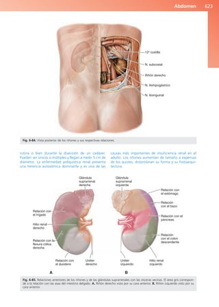 Anatomía Clínica Pró.pdf