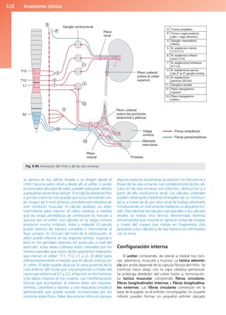 Anatomía Clínica Pró.pdf