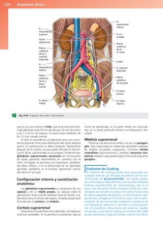 Anatomía Clínica Pró.pdf
