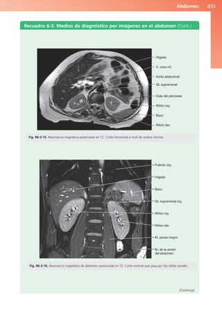 Anatomía Clínica Pró.pdf