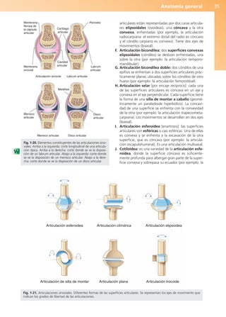 Anatomía general 35
articulares están representadas por dos caras articula-
res elipsoidales (ovoideas), una cóncava y la otra
convexa, enfrentadas (por ejemplo, la articulación
radiocarpiana: el extremo distal del radio es cóncavo
y el cóndilo carpiano es convexo). Tiene dos ejes de
movimientos (biaxial).
F. Articulación bicondílea: dos superficies convexas
elipsoidales (cóndilos) se deslizan enfrentadas, una
sobre la otra (por ejemplo: la articulación temporo-
mandibular).
G. Articulación bicondílea doble: dos cóndilos de una
epífisis se enfrentan a dos superficies articulares prác-
ticamente planas ubicadas sobre los cóndilos de otro
hueso (por ejemplo: la articulación femorotibial).
H. Articulación selar [por encaje recíproco]: cada una
de las superficies articulares es cóncava en un eje y
convexa en el eje perpendicular. Cada superficie tiene
la forma de una silla de montar a caballo (geomé-
tricamente un paraboloide hiperbólico). La concavi-
dad de una superficie se enfrenta con la convexidad
de la otra (por ejemplo: la articulación trapeciometa-
carpiana). Los movimientos se desarrollan en dos ejes
(biaxial).
I. Articulación esferoidea [enartrosis]: las superficies
articulares son esféricas o casi esféricas. Una de ellas
es convexa y se enfrenta a la excavación de la otra
superficie, que es cóncava (por ejemplo: la articula-
ción escapulohumeral). Es una articulación multiaxial.
J. Cotiloidea: es una variedad de la articulación esfe-
roidea, donde la superficie cóncava es suficiente-
mente profunda para albergar gran parte de la super-
ficie convexa y sobrepasa su ecuador (por ejemplo: la
Articulación sinovial Labrum articular
Menisco articular Disco articular
Membrana
fibrosa de
la cápsula
articular
Periostio
Cartílago
articular
Membrana
sinovial
Cavidad
articular Labrum
articular
Menisco
articular
Disco
articular
Metáfisis
Fig. 1-20. Elementos constituyentes de las articulaciones sino-
viales. Arriba a la izquierda: corte longitudinal de una articula-
ción típica. Arriba a la derecha: corte donde se ve la disposi-
ción de un labrum articular. Abajo a la izquierda: corte donde
se ve la disposición de un menisco articular. Abajo a la dere-
cha: corte donde se ve la disposición de un disco articular.
Articulación esferoidea Articulación cilíndrica Articulación elipsoidea
Articulación de silla de montar Articulación plana Articulación trocoide
Fig. 1-21. Articulaciones sinoviales. Diferentes formas de las superficies articulares. Se representan los ejes de movimiento que
indican los grados de libertad de las articulaciones.
b027-01.qxd 7/14/11 12:49 PM Page 35
ERRNVPHGLFRVRUJ
 