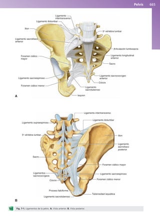 Anatomía Clínica Pró.pdf